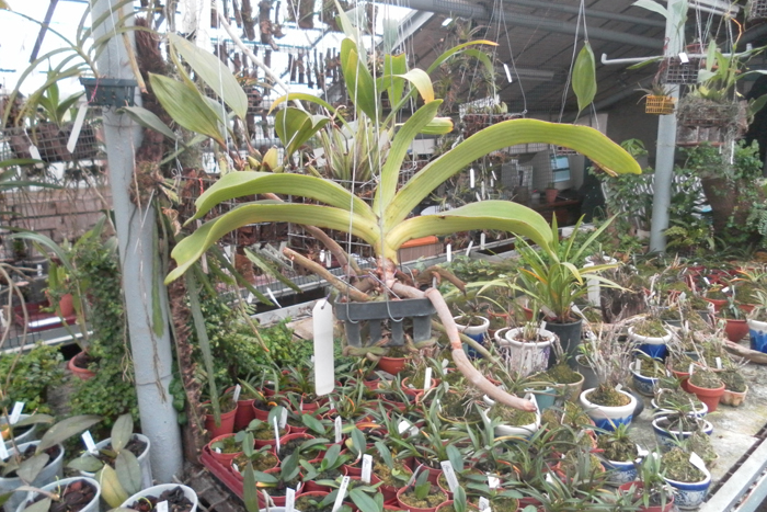 Rhynchostylis gigantea white 1.jpg