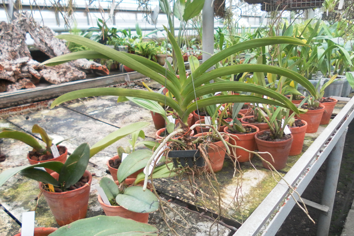 Vanda Rasri Gold sanderiana alba x Ascocenda Krailerk White.jpg