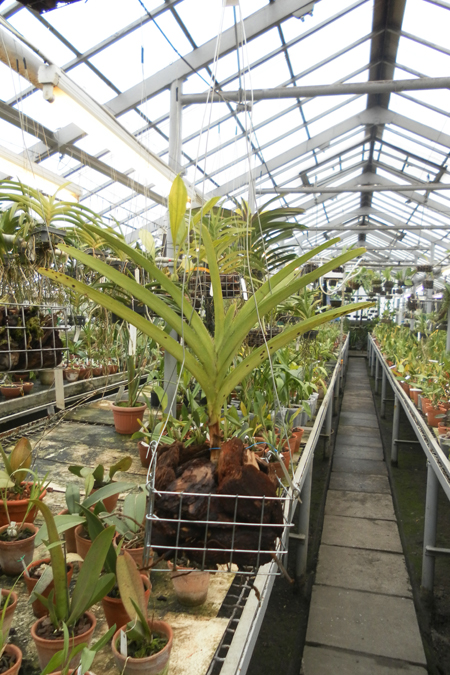 Vanda Mimi Palmer.jpg