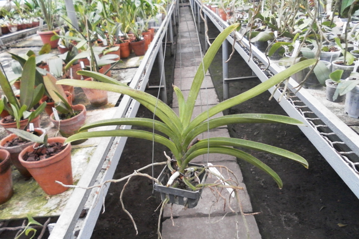 Ascocenda Rakjai x Vanda Devaraks - Ascocenda Butter Fly.jpg