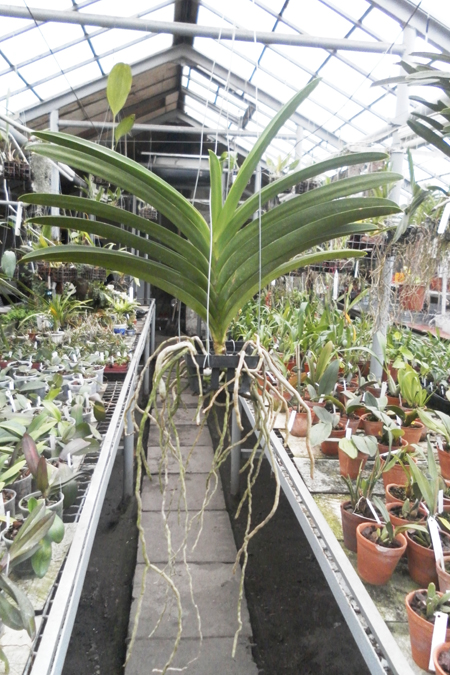 Vanda Pures Wax Purplish Blue 1.jpg