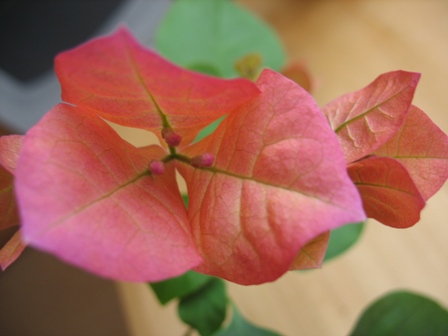 Красотка без названия,но от этого не менее любимая:-)