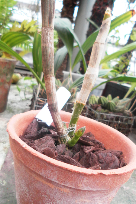 Dendrobium Kultana Fancy Red.jpg
