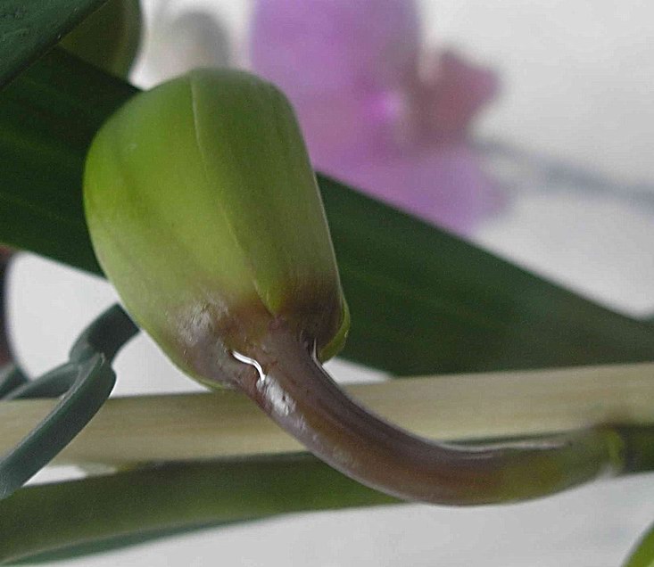 Капля на бутоне цимбидиума