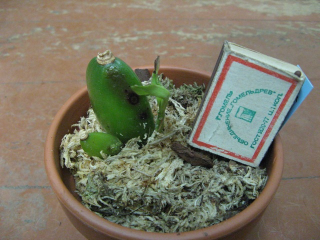 Auburn'Dichling'AM/RHS x<br />Mem.Kageyuki Mito'Kaiho'