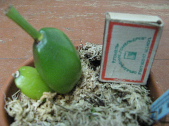 Shonan Bright(John Ezzy'Pink Star' x Shoalhaven'Kobe')