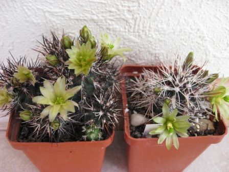 эхиноцереусы с разным окрасом колючки