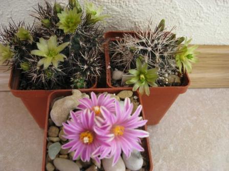 эхиноцереусы+турбиникарпус