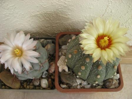 телокактус+астрофитум