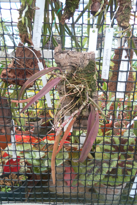 Coilostylis parkinsonianum.jpg