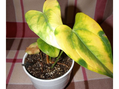 мой антуриум