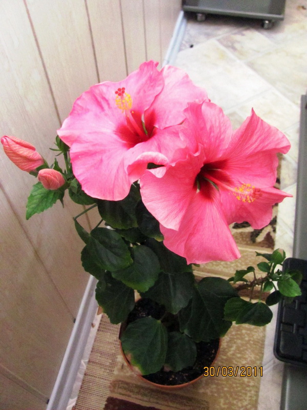 гибиски 002.jpg