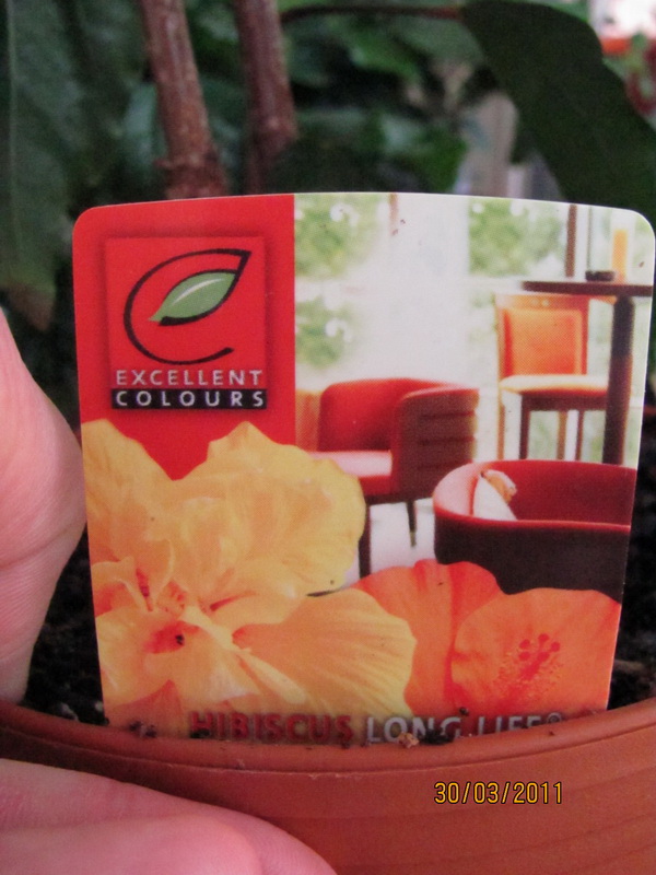 гибиски 004.jpg