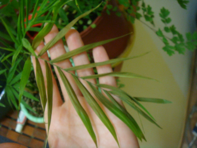 ЛИСТЬЯ ПОДСЫХАЮТ, КОТОРЫЕ РОСТУТ С БОЛЬНОГО СТВОЛИКА