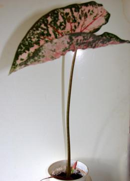 каладум 2011ф.JPG