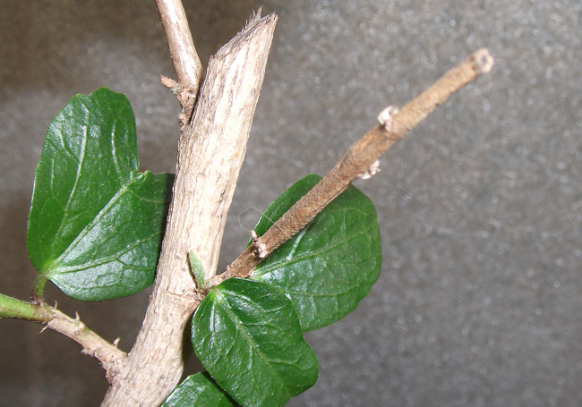 Усыхающий побег не трогала, он весь усох, и так и стоит пока, боюсь отрезать.