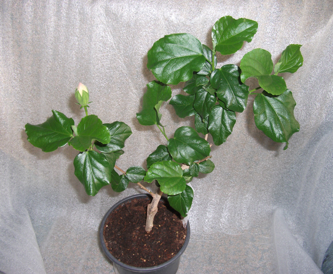 Гибискус неплохо оброс за это время.