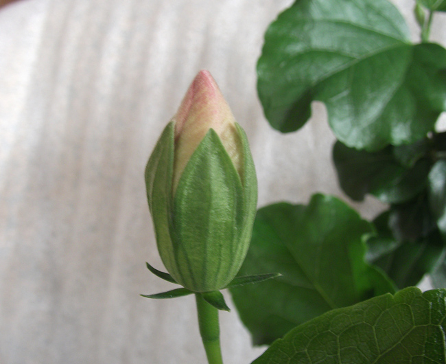 И даже намерен опремьериться :)