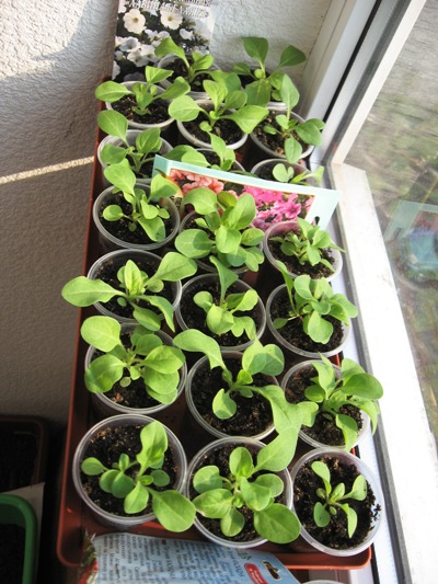 001 - копия.JPG