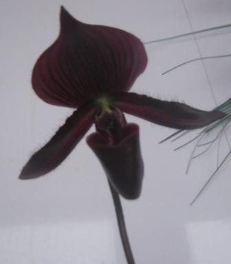 Без фотоспишки