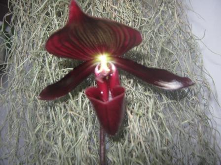 З фотоспишкою