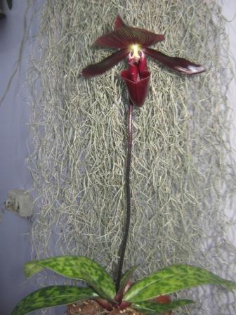 А це в повний ріст