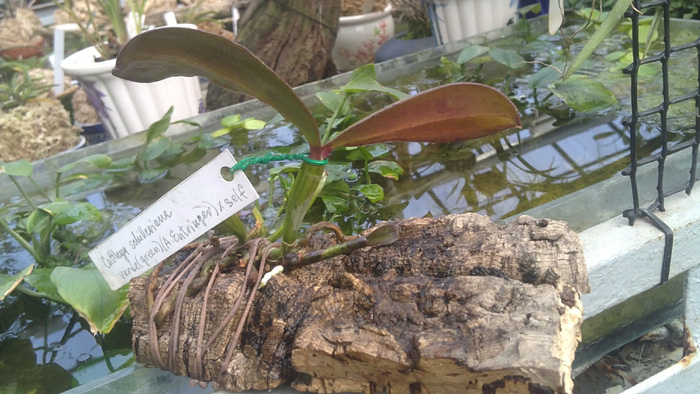 Cattleya schilleriana verde.jpg