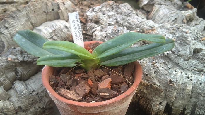 Paphiopedilum emersonii.jpg