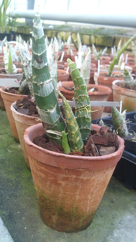 Mormodes maculatum.jpg