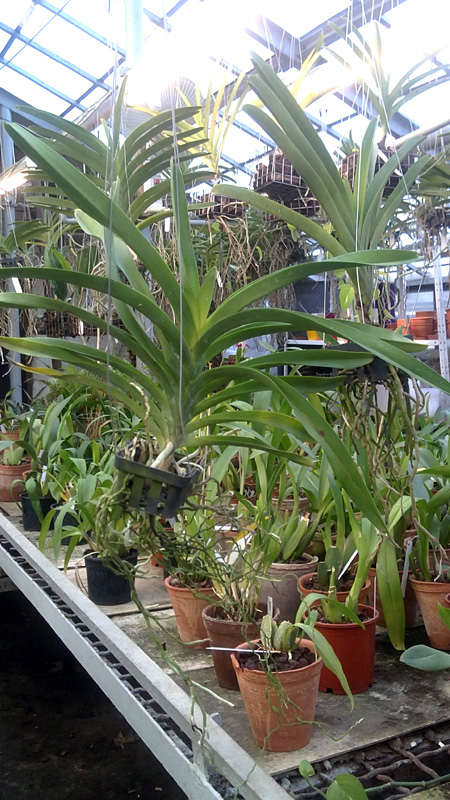 Tharab Taveechai x  Dr  Anek.jpg