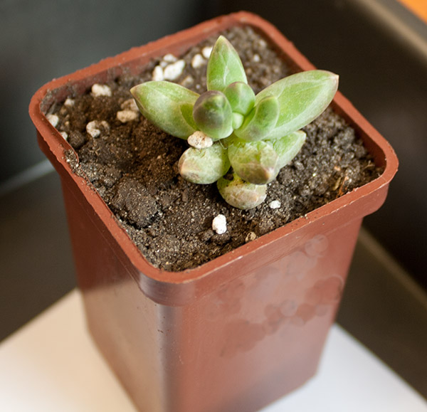 pachyphytum-compactum.jpg