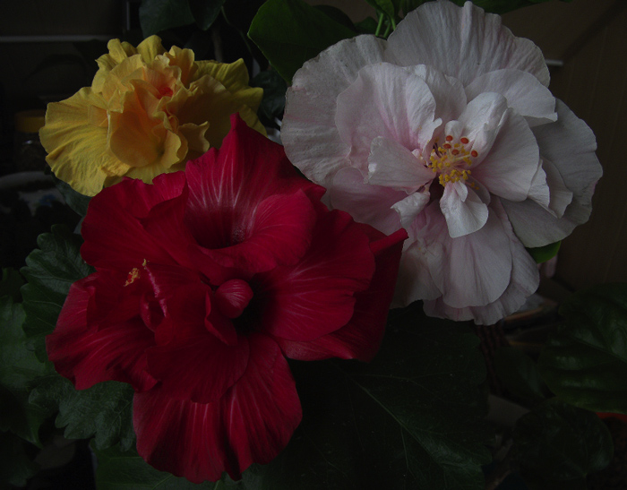 Ceres, Bink Bouquet, Exotic Silver Snooks