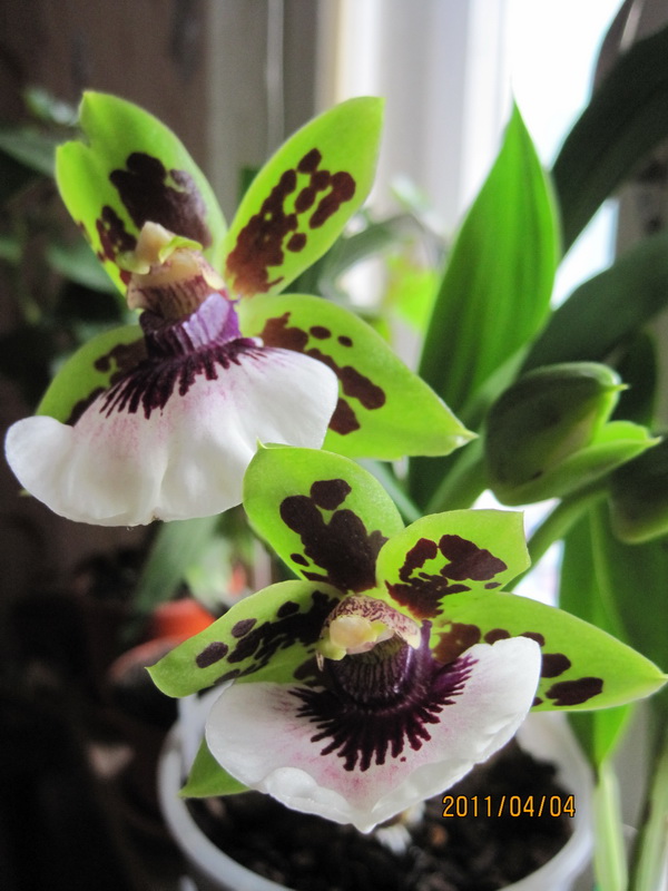 орхидеи 010.jpg
