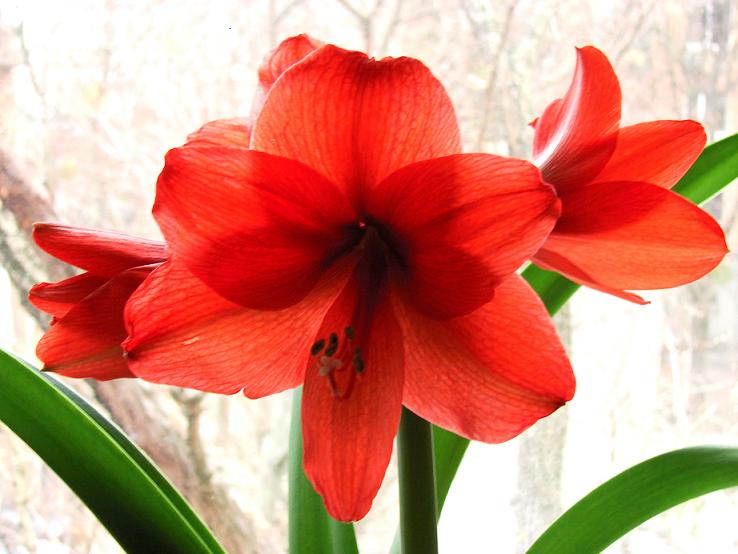 RED LION 04.04.11.JPG