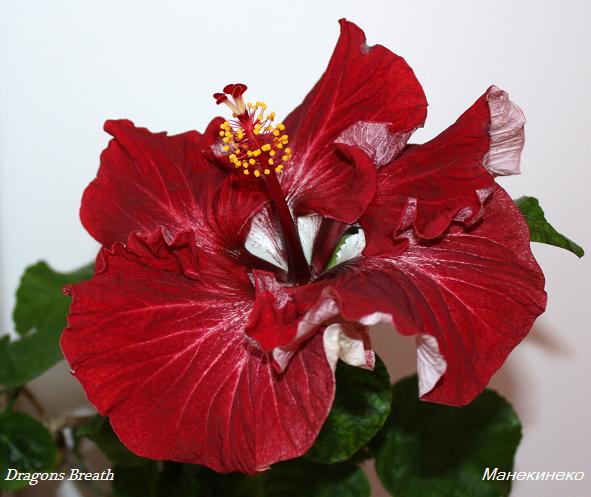 Dragons Breath 60411.jpg