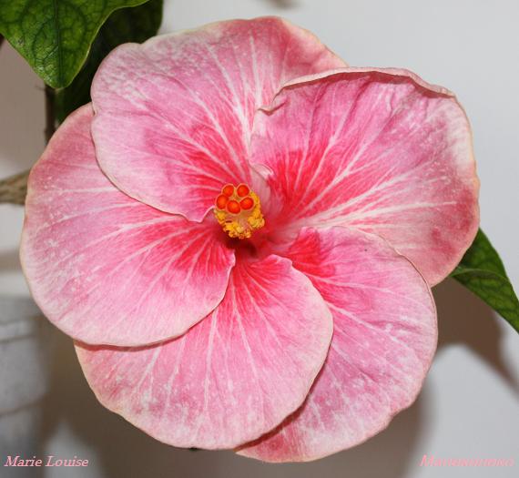 Marie Louise   60411.jpg