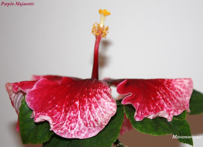 Purple Majaestic 60411.jpg