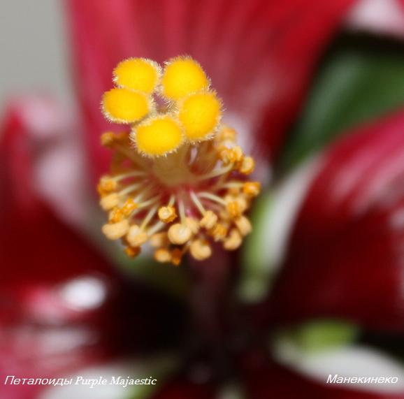 Петалоиды Purple Majaestic 60411.jpg