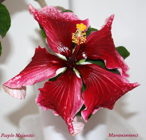 Purple Majaestic А 60411.jpg