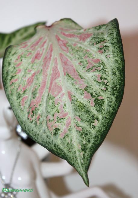 Каладиум новый 2.jpg