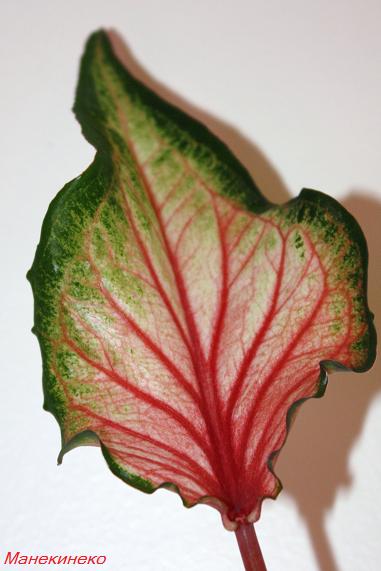 Каладиум новый 1.jpg