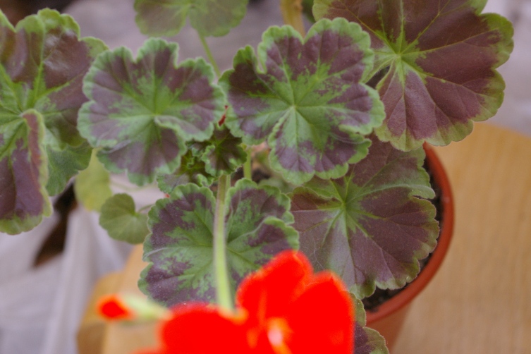 Найт Скарлет F1