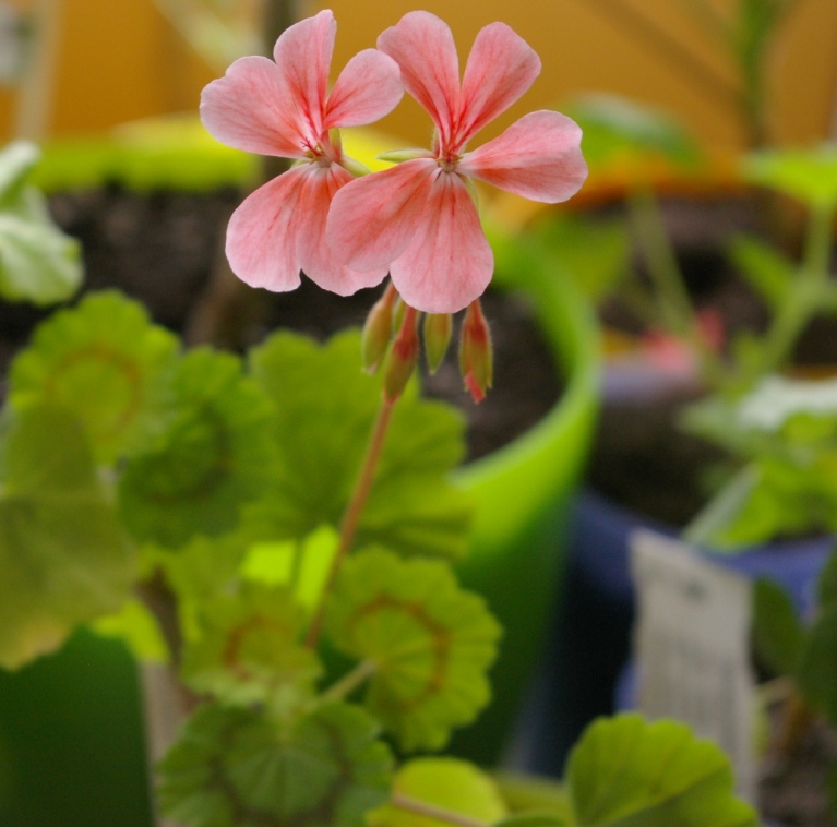 Pink Golden Harry Hieover