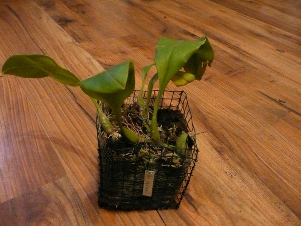 Bulbophyllum polystictum.JPG