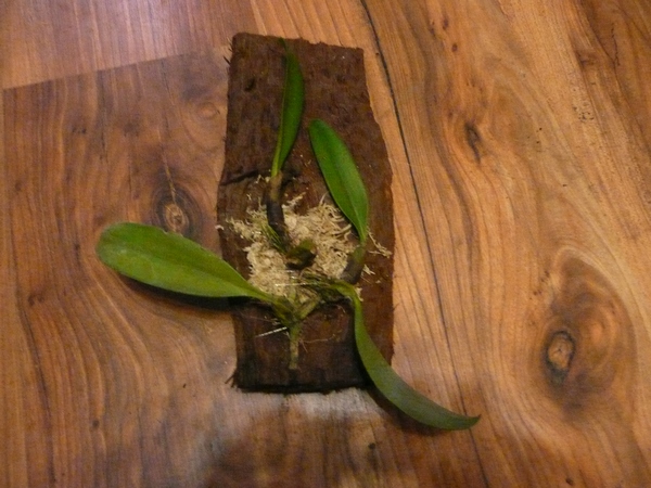 Bulbophyllum wendlandianum.JPG