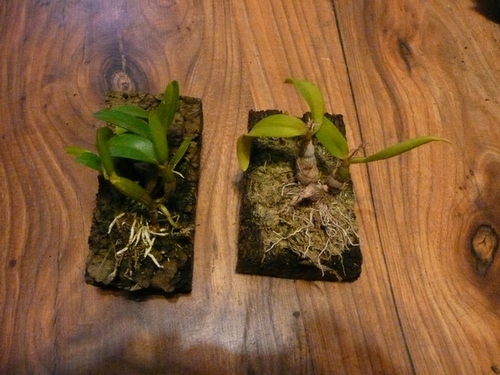 Dendrobium peguanumDendrobium pachyphyllum.JPG