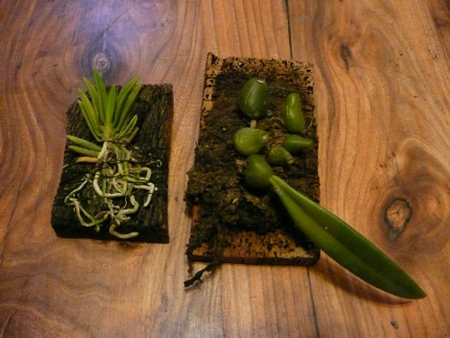 Pteruceras semiteretifoliumTrias disciflora.JPG