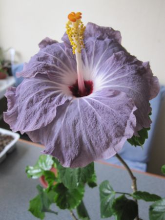 Blue Ballerina_2011.jpg