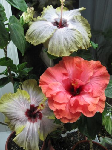 Moon Madness и Mon Ami_2011.jpg