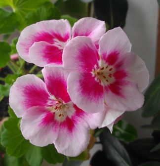 Цветёт с января, люблю глазастиков, цветы огромные